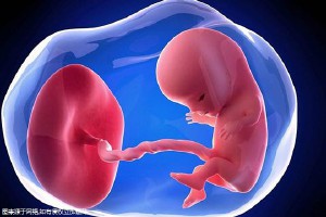 胚胎培养